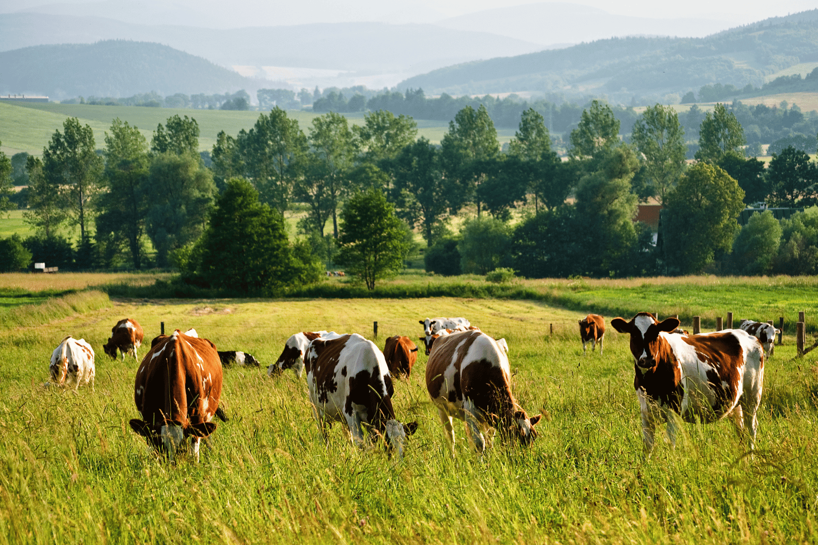 Cattle in field for pen-based animal health research